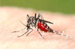 Dengue now a notified disease in Maharashtra, 14,203 cases reported so far